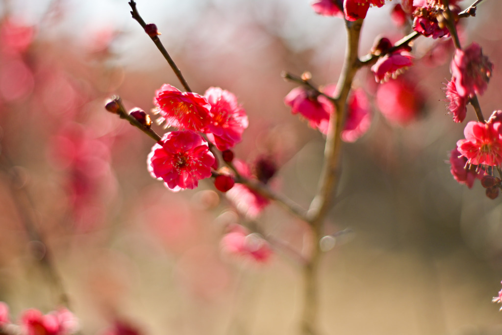 大倉山公園梅林【梅の花：鹿児島紅】②20260206