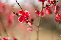 大倉山公園梅林【梅の花：鹿児島紅】②20260206