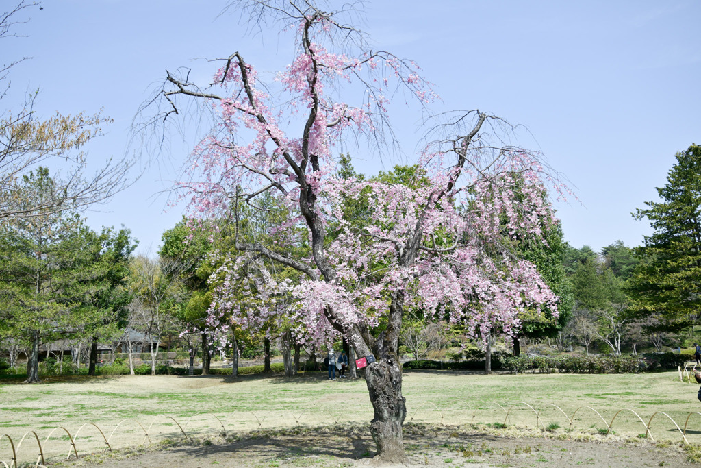 昭和記念公園【八重紅枝垂れ桜(日本庭園)】20250408
