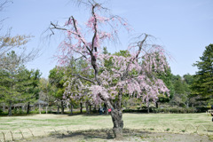 昭和記念公園【八重紅枝垂れ桜(日本庭園)】20250408