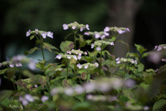 相模原北公園の紫陽花【レディ・エツコ】20170611