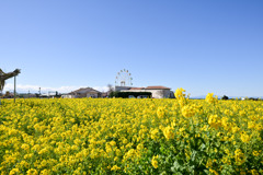 ソレイユの丘【菜の花畑と遊園地】20250219