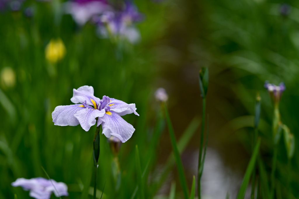 生田緑地【花菖蒲(薄紫系)】②20250608
