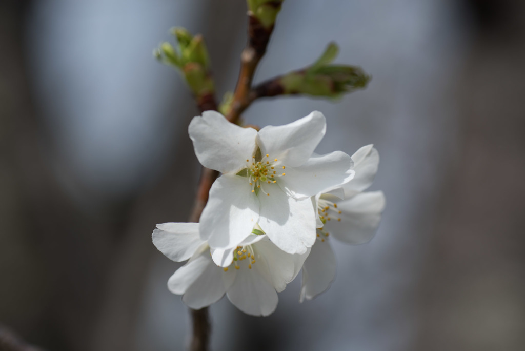 テリタビーズ公園【桜： 大島桜】①20180324