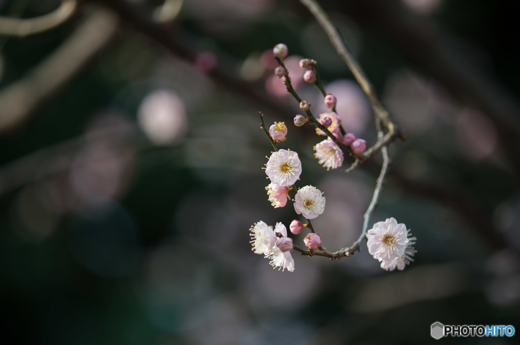 【大船植物園(内裏)】①20160206