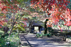 薬師池公園【薬医門と紅葉】①20241130