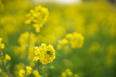 吾妻山公園【菜の花畑：Planar 85mm f1.4】③20190104