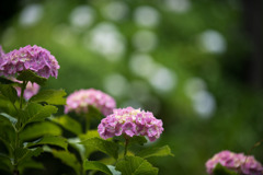 正覚寺【紫陽花】③20200604