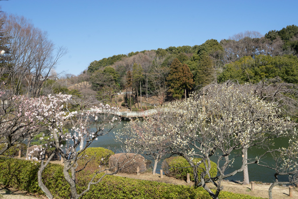 薬師池公園【満開の梅園】⑤20190309