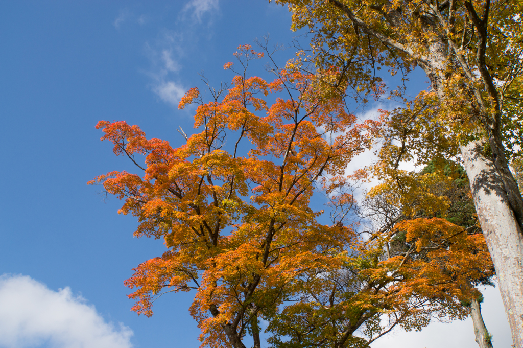 【芦ノ湖の紅葉も進んでました】②20161113