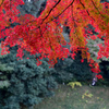 小石川後楽園【船着付近の紅葉】③20221125
