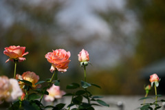 花菜ガーデン【秋パラ：エル】20251027