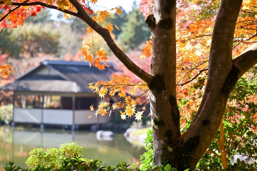 昭和記念公園【日本庭園の紅葉：池周辺の眺め】③20251117