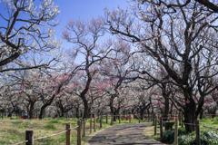 府中市郷土の森【梅園の眺め】③20200224