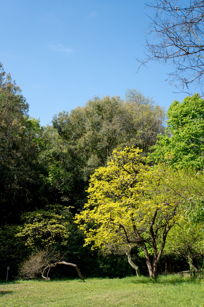 鴨池公園かきのき広場【黄色鮮やかな木】①20200424