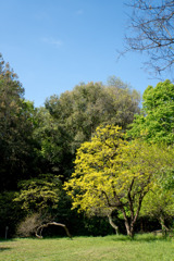 鴨池公園かきのき広場【黄色鮮やかな木】①20200424