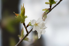 テリタビーズ公園【桜： 大島桜】②20180324