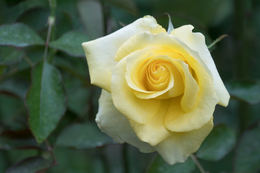 YEG【秋バラ：ザ・ウェインライト・ローズ】20171031