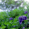 生田緑地【紫陽花】②20220604銀塩N