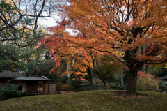 【六義園(六義館跡近辺の紅葉)】①20151212