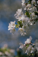 新宿御苑【サクラ：大島桜】⑦20200320