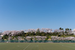 近所のサクラ【国学院大学】①20200404