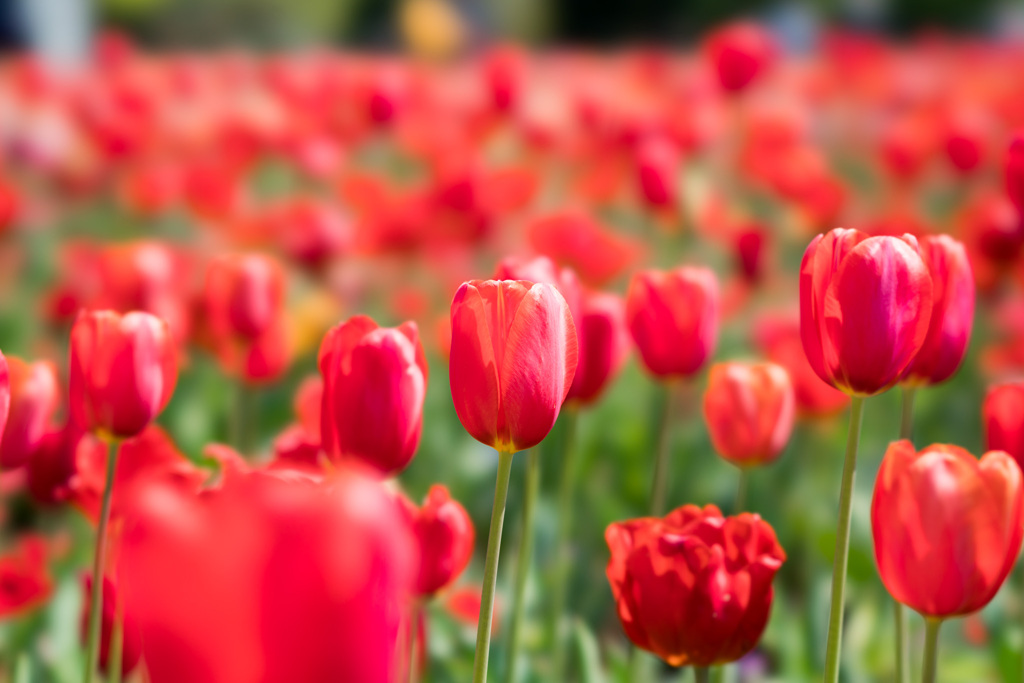 花菜ガーデン【チューリップ：FE100mmf2.8STF】②20210411