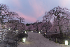 鈴鹿の森庭園【しだれ梅(ライトアップ)】①20190315