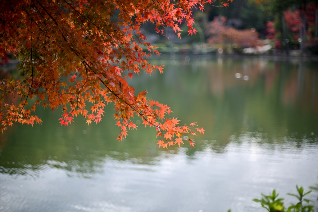 薬師池公園【薬師池と紅葉(アップ)】④20251119