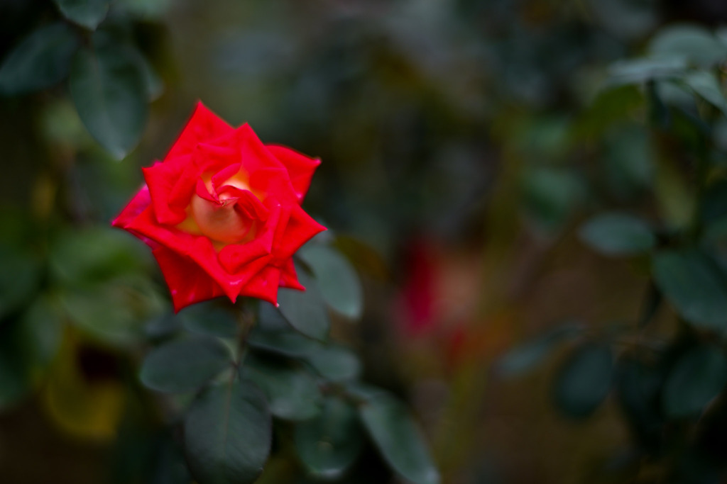 生田緑地ばら苑【秋パラ：コロラマ】20251023