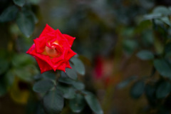 生田緑地ばら苑【秋パラ：コロラマ】20251023