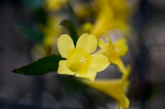 【庭の花(カロライナジャスミン)】20150429