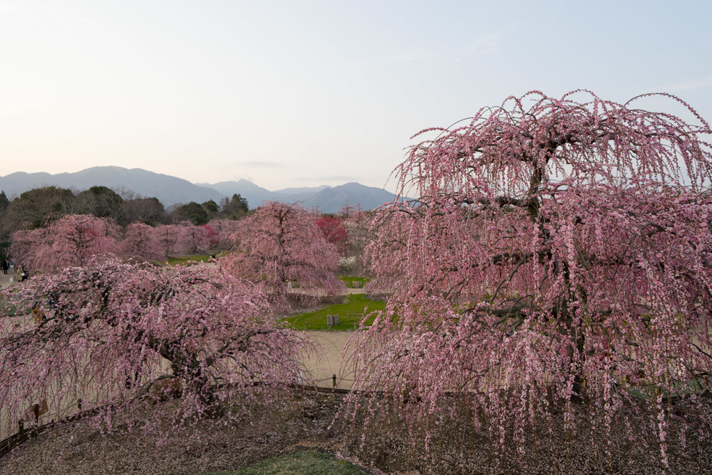 鈴鹿の森庭園【しだれ梅(夕方)】②20190315