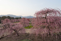 鈴鹿の森庭園【しだれ梅(夕方)】②20190315