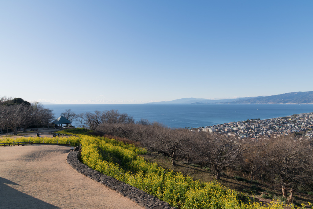 吾妻山公園【菜の花畑と相模湾】①20210110
