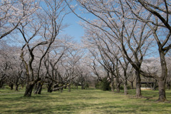 昭和記念公園【桜の園の眺め】④20200326
