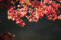 【薬師池公園の紅葉】④20141116