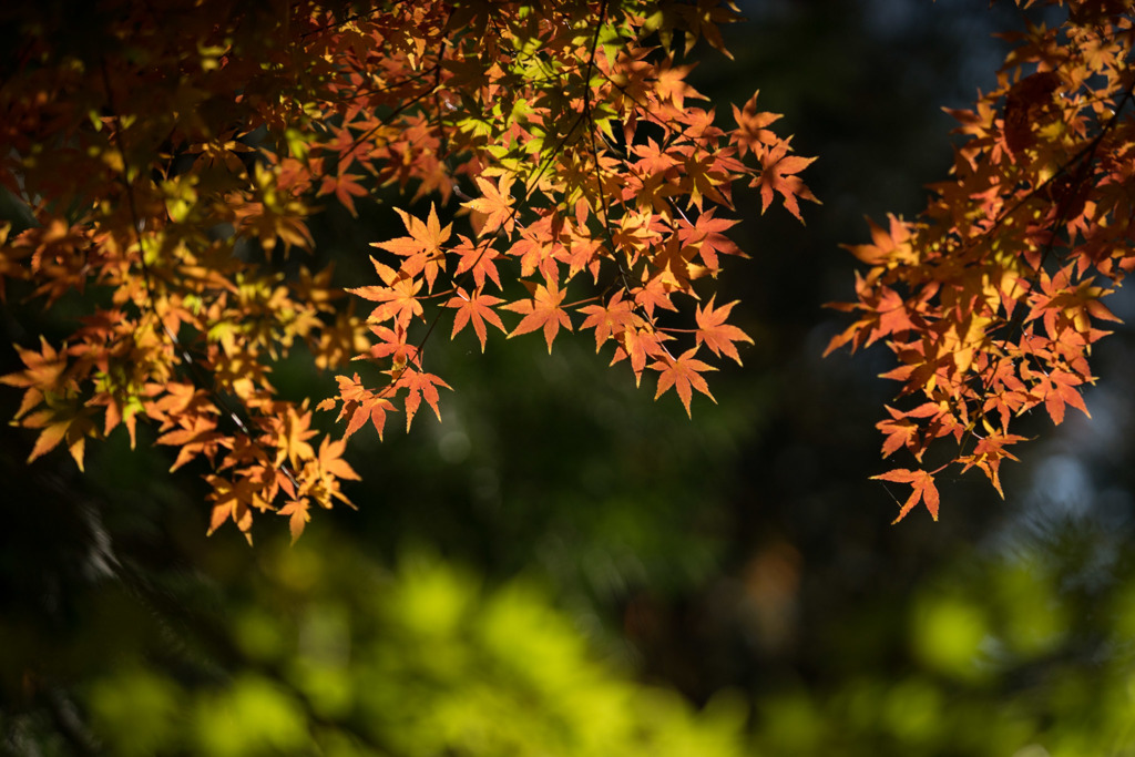 【九品仏浄真寺の紅葉】②20171202