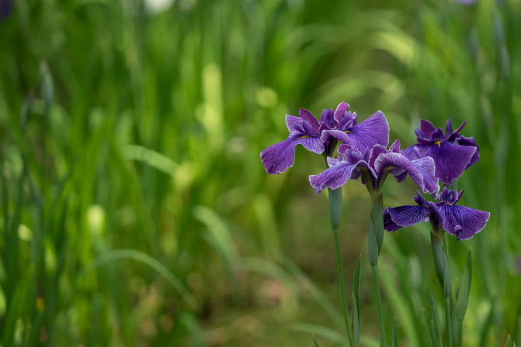 大船フラワーセンター【花菖蒲：丹頂】20180603