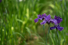 大船フラワーセンター【花菖蒲：丹頂】20180603