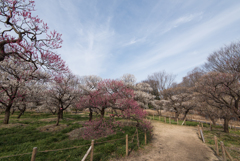 【府中市郷土の森の梅園】①20170304