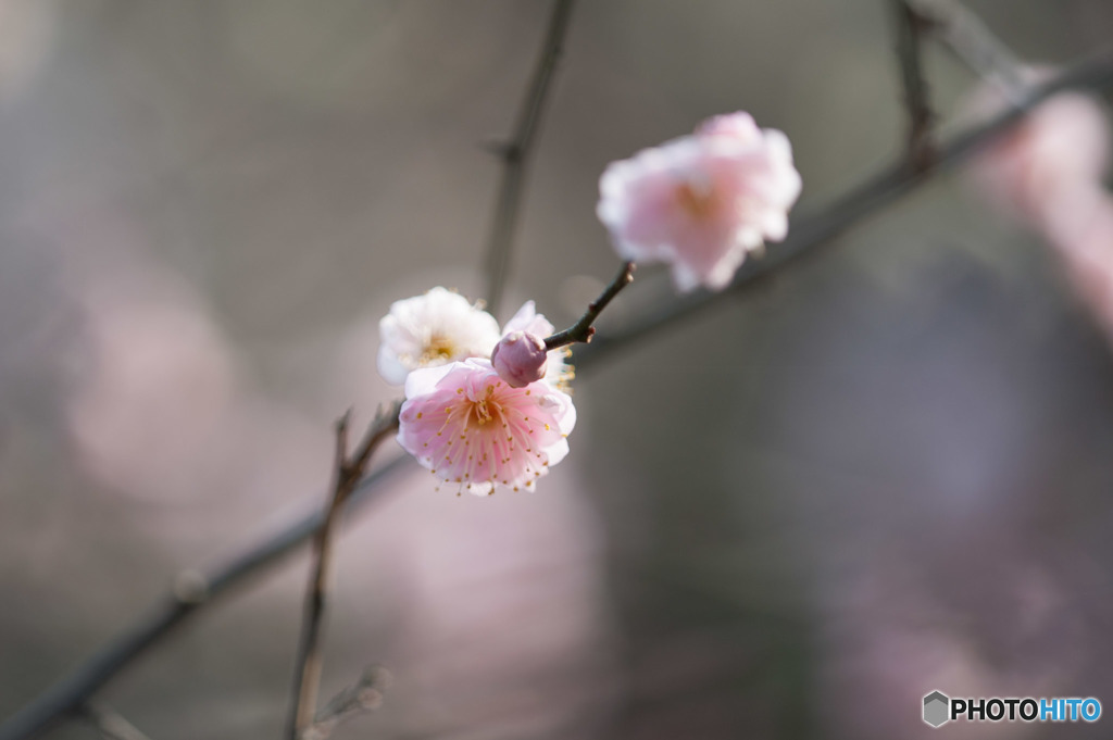 【大船植物園(内裏)】②20160206