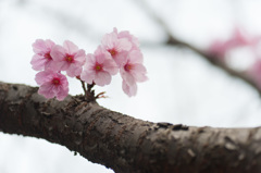 【本牧山頂公園(横浜緋桜)】①20150328