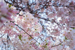 新宿御苑【桜：アメリカ】②20210323