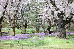 昭和記念公園【花の園（ムラサキハナナとサクラ）】②20250408