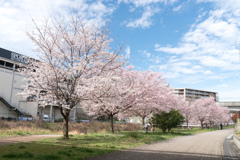 早朝ウォーキング桜巡り【早渕川沿いの桜並木】③20230324