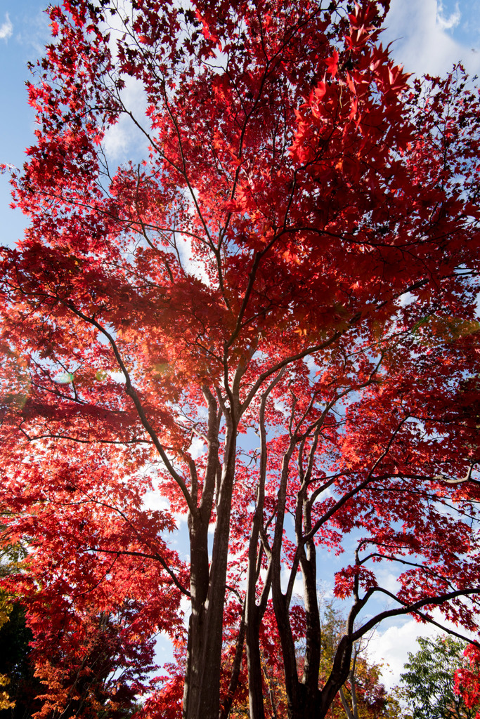 【昭和記念公園(紅葉ピックアップ)】①20151115