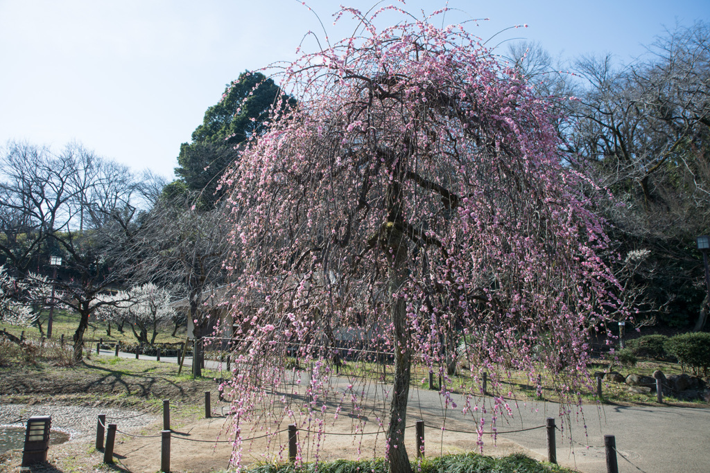 大倉山公園梅林【淡路枝垂】①20210228