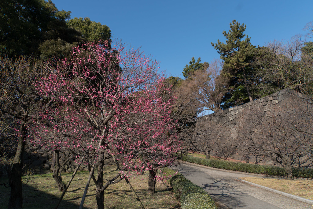 皇居東御苑【梅林坂：八重寒紅】①20190203