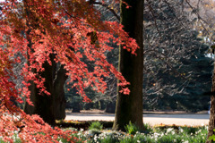 新宿御苑【新宿門付近の紅葉】②20171209